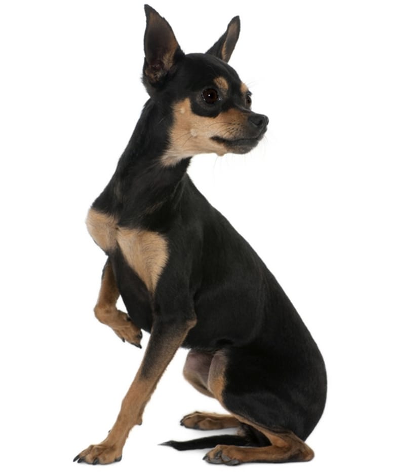 Le posizioni del cane quando soffre o sta male Wamiz